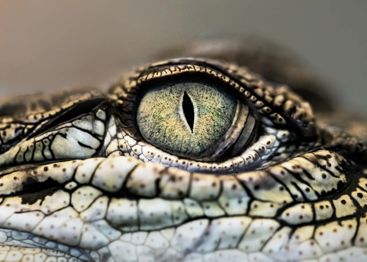 Close Up Of Crocodile Eye