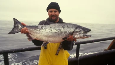 The Story Behind the Salmon Wars