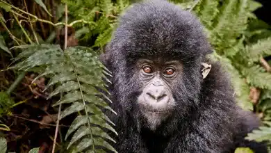 Virunga Gorilla Murders National Park