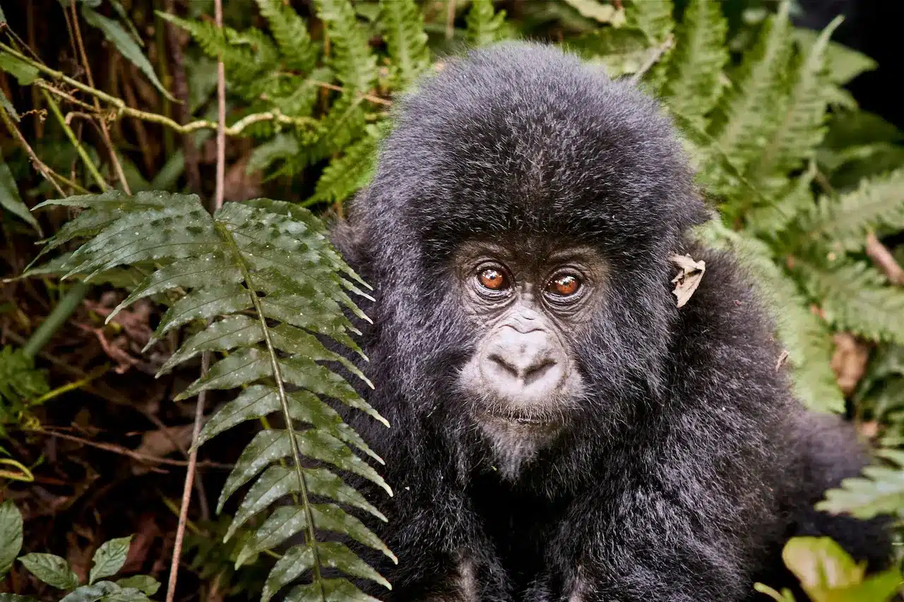 Virunga Gorilla Murders National Park