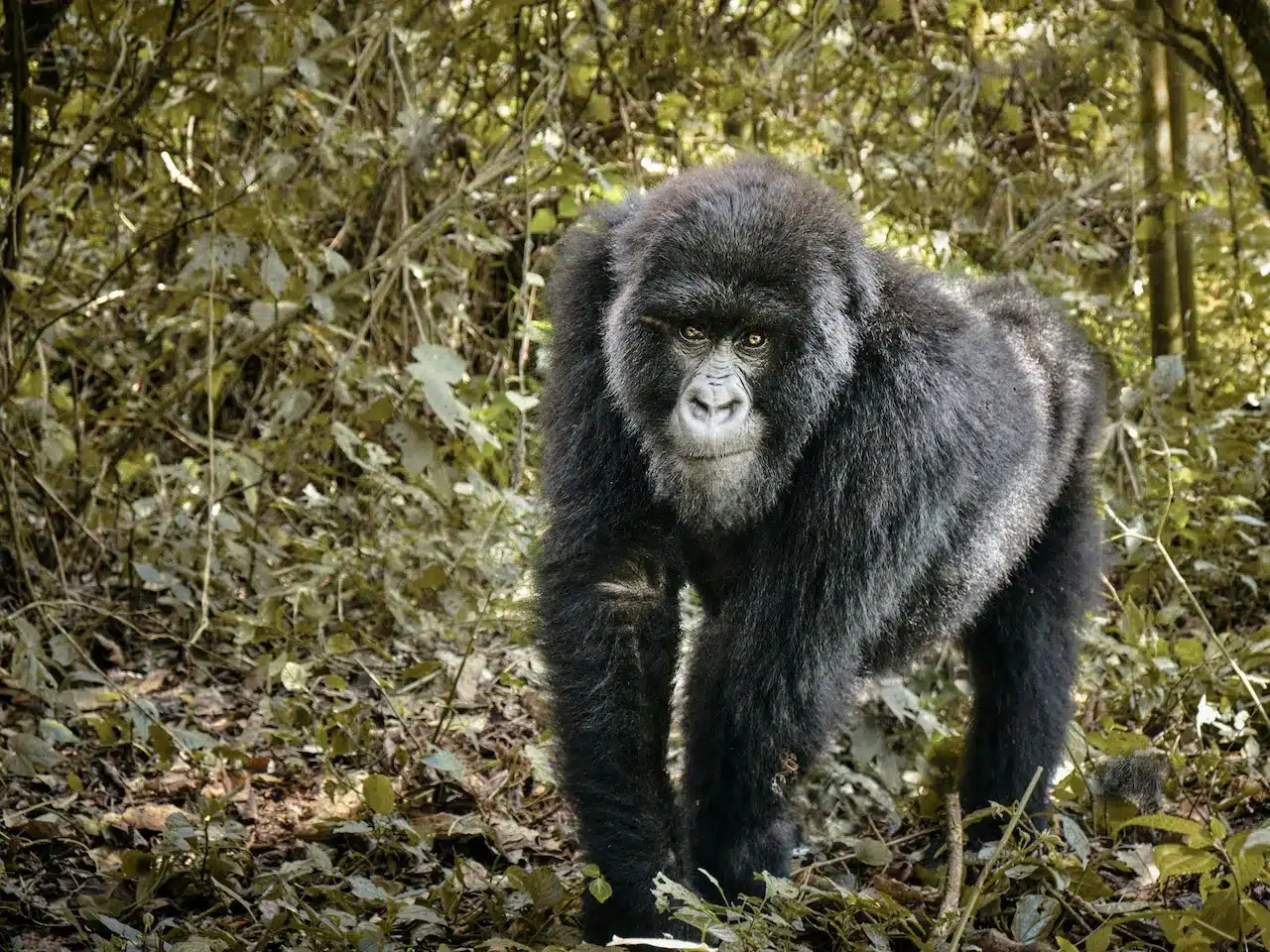 Virunga National Park Gorilla In The Forest