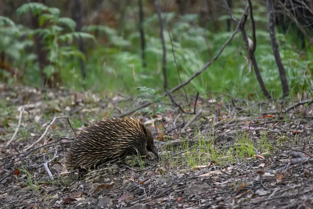 A Small Short-beaked Echidna Walking on the Ground