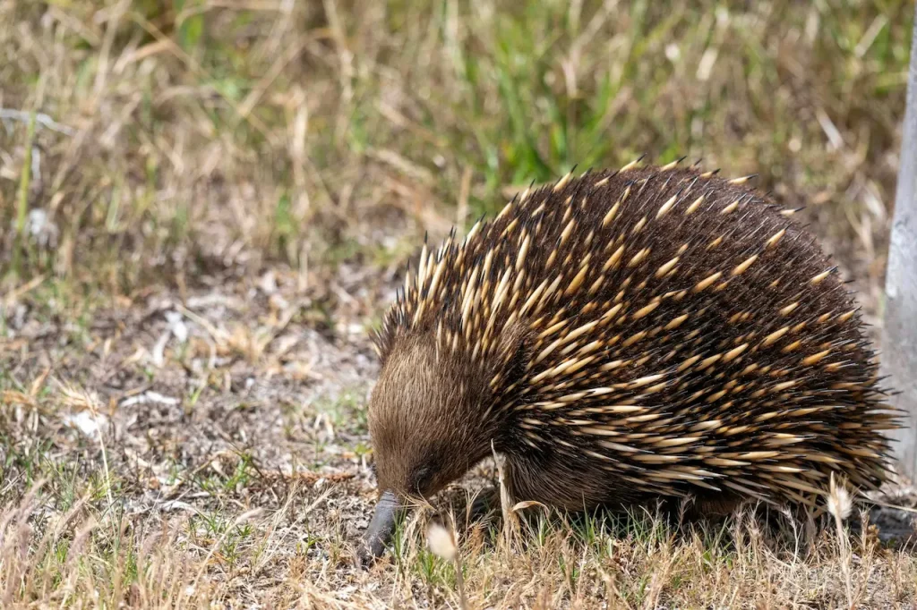 Exploring The Life Of The Short-beaked Echidna