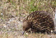 Exploring The Life Of The Short-beaked Echidna