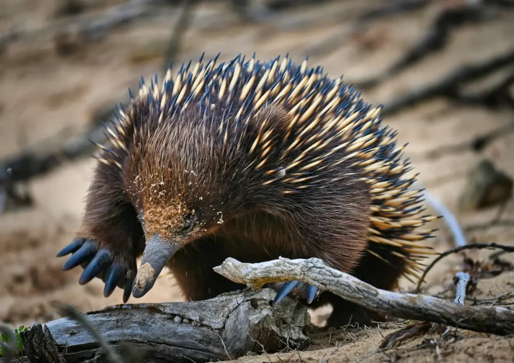 Short-beaked Echidna Searching for Food