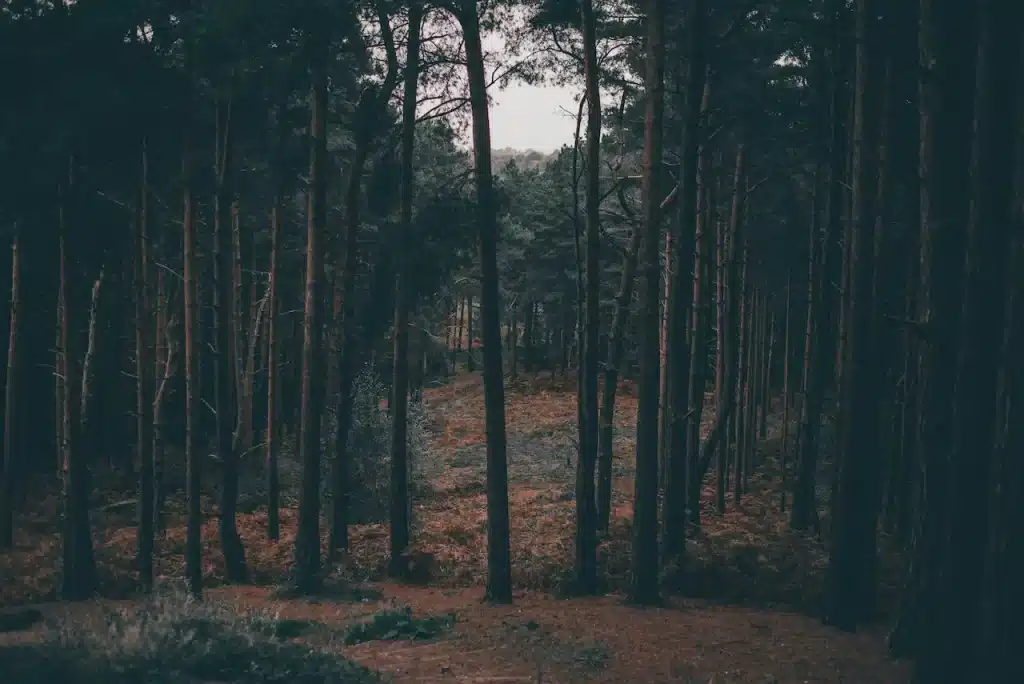 Tall Trees in a Dark Forest 