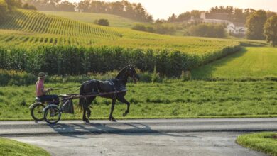 A person riding a horse drawn carriage down a road