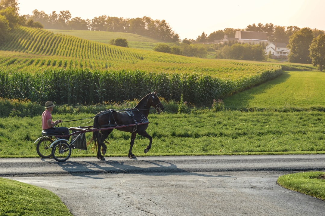 A person riding a horse drawn carriage down a road