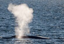 blue whale communication: Blow Of A Blue Whale In The Arctic Sea Jpg