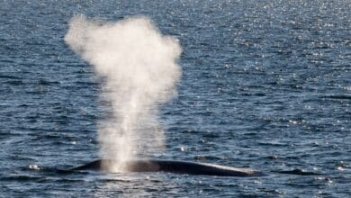 blue whale communication: Blow Of A Blue Whale In The Arctic Sea Jpg