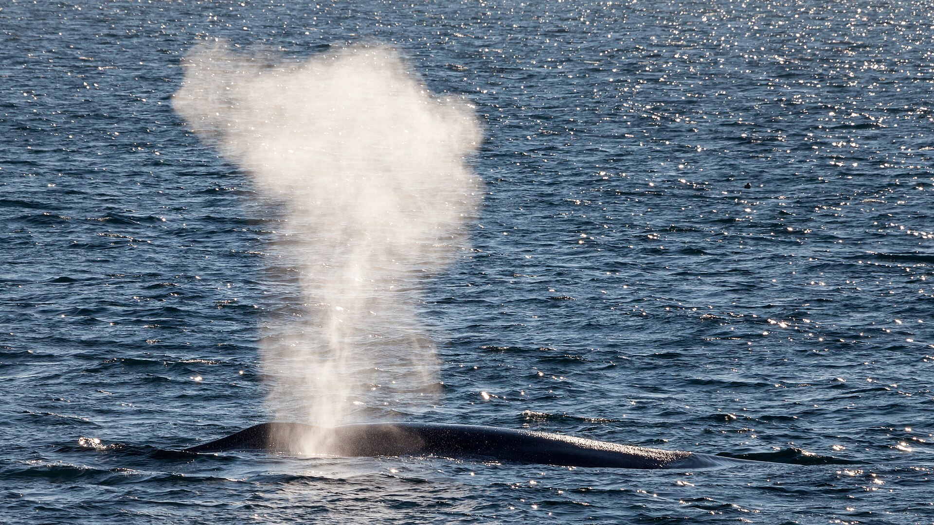 blue whale communication: Blow Of A Blue Whale In The Arctic Sea Jpg
