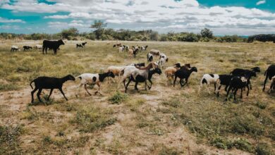 Flock of sheep and goats grazing in a grassy field.