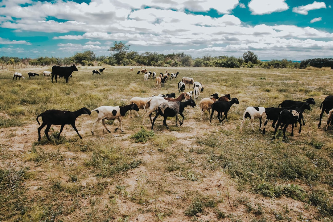 Flock of sheep and goats grazing in a grassy field.