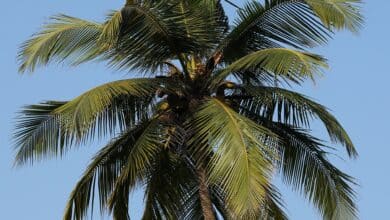 how to survive deserted island: Coconut Palm Cola Bay Goa Jan19 Dsc00303 Jpg