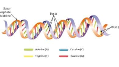 human family tree DNA: Dna Double Helix 13081113544 Jpg