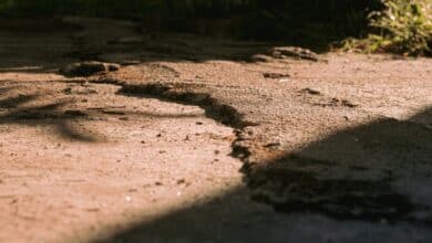 the shadow of a bird on the ground
