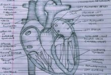 tissue engineering heart: Heart Diagram Jpg