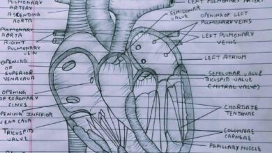 tissue engineering heart: Heart Diagram Jpg