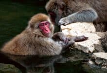 a group of monkeys on a rock