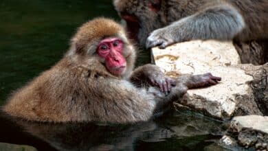 a group of monkeys on a rock