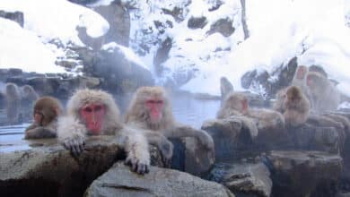 Jigokudani snow monkeys: Jigokudani Hotspring In Nagano Japan 001 Jpg