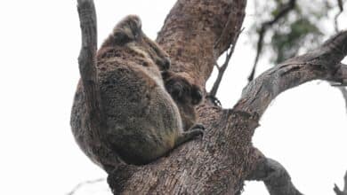 brown and gray koala on brown tree branch during daytime