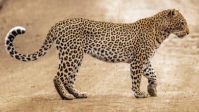 brown and black cheetah walking on brown sand during daytime