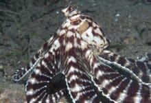 World's Weirdest animals: Mimic Octopus Thaumoctopus Mimicus 14217664448 Jpg