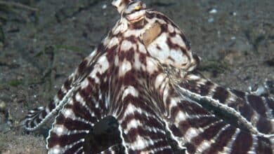 World's Weirdest animals: Mimic Octopus Thaumoctopus Mimicus 14217664448 Jpg