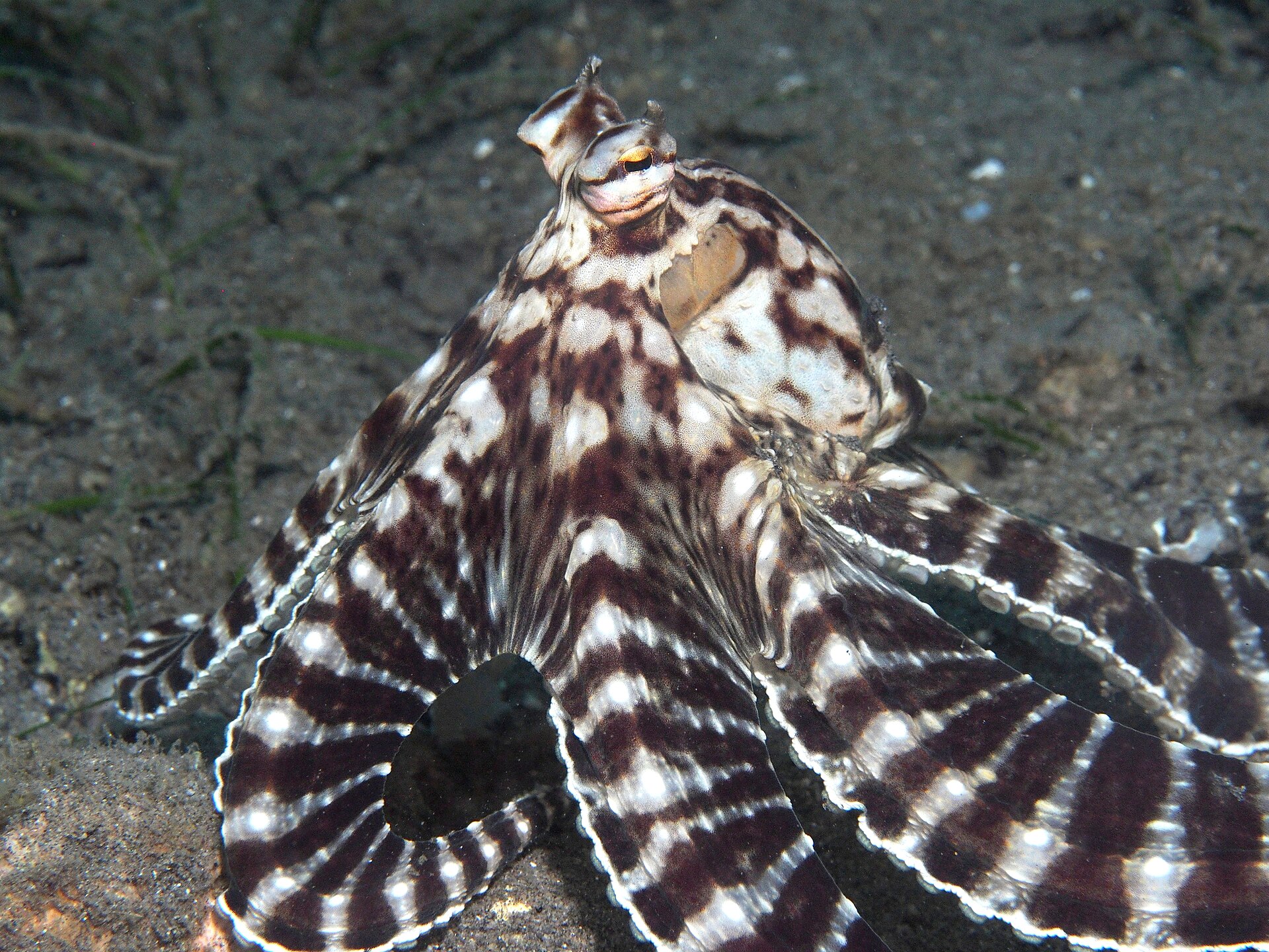 World's Weirdest animals: Mimic Octopus Thaumoctopus Mimicus 14217664448 Jpg