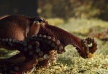 a close up of an octopus in a tank