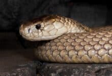 A close-up of a brown snake's head and coiled body.