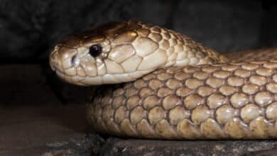 A close-up of a brown snake's head and coiled body.