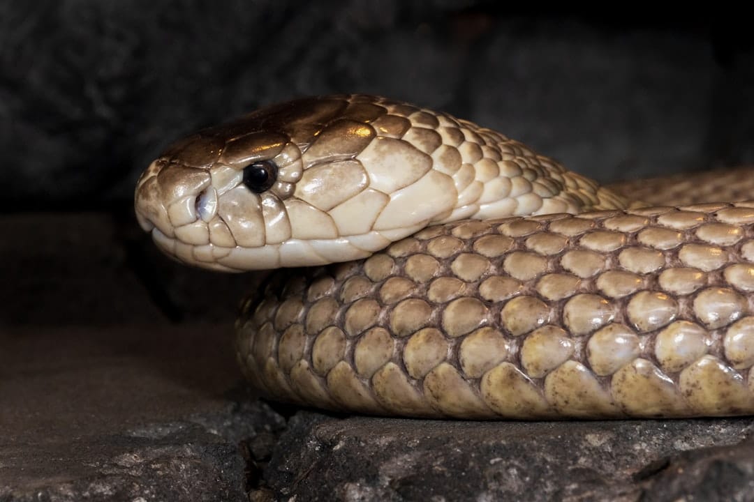 A close-up of a brown snake's head and coiled body.