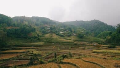 a view of a rice field in the mountains
