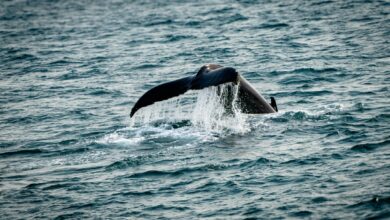 A whale's tail breaks the surface of water.