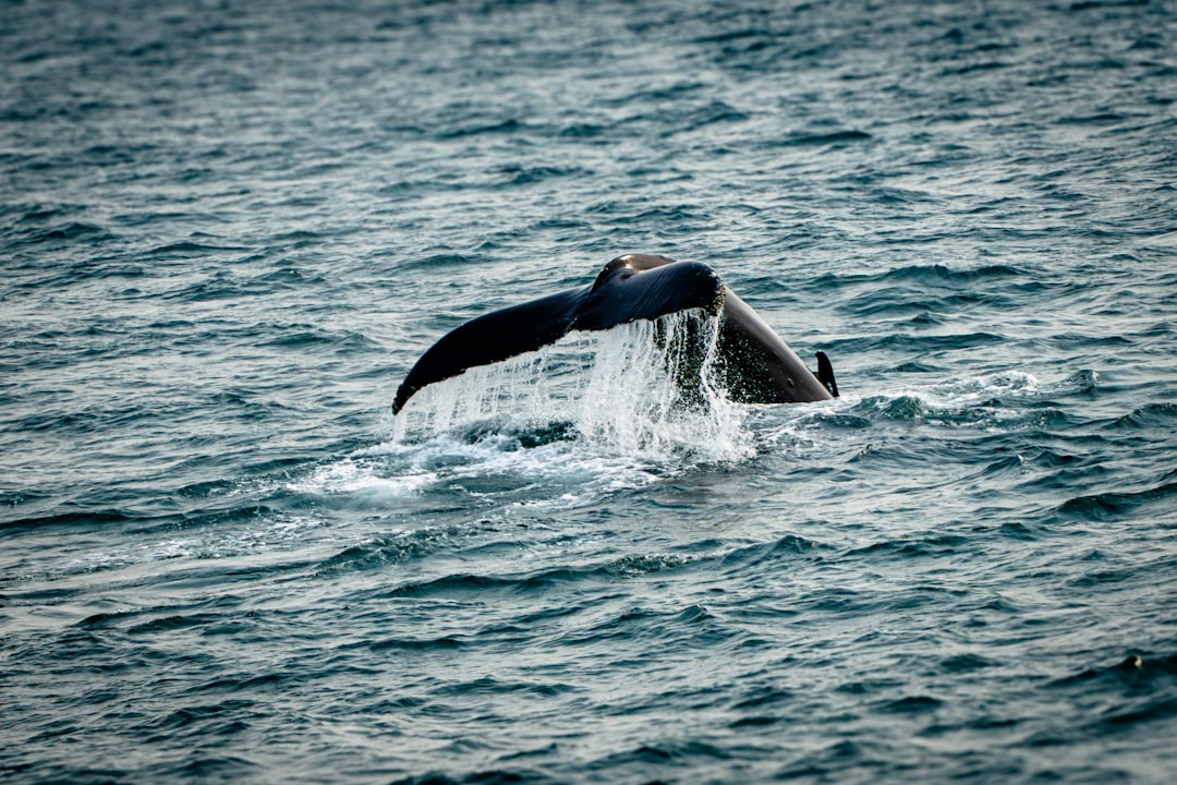 A whale's tail breaks the surface of water.