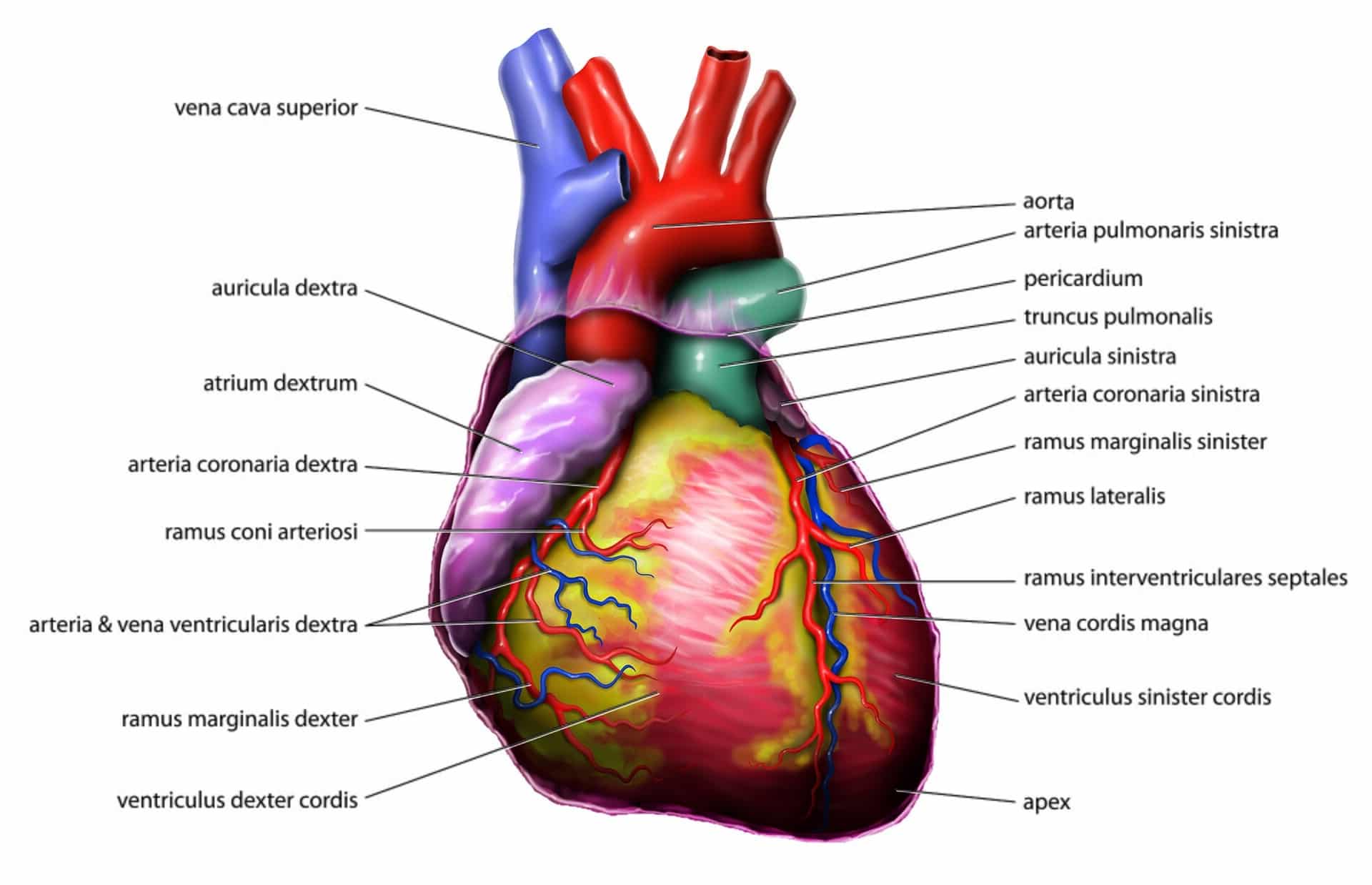 tissue engineering heart: Anatomy Heart Latin Tiesworks Jpg