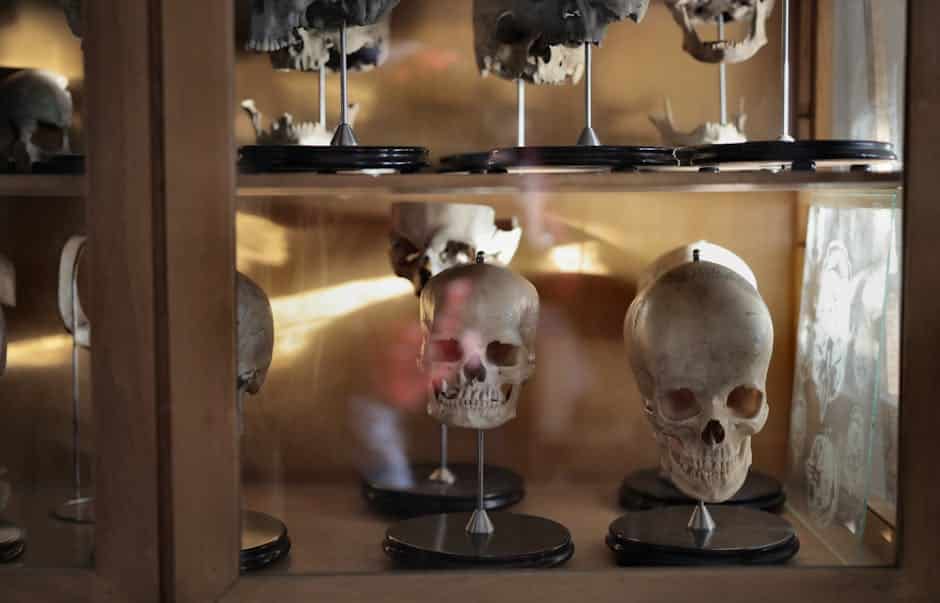 Multiple human skulls displayed in a museum glass cabinet well-lit with natural light.