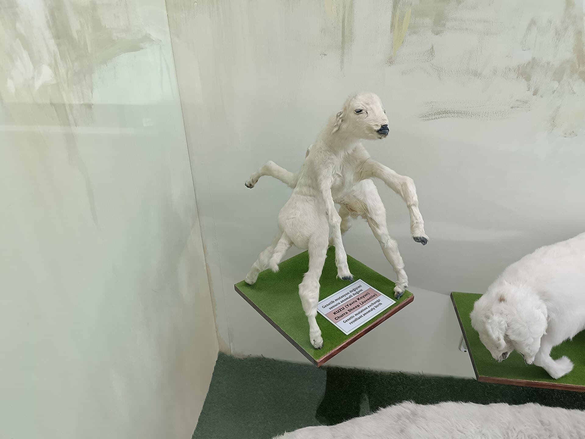 Mengele Twin Mystery: Churra Sheep - Genetic Mutation Exchange Resultant Anomaly B