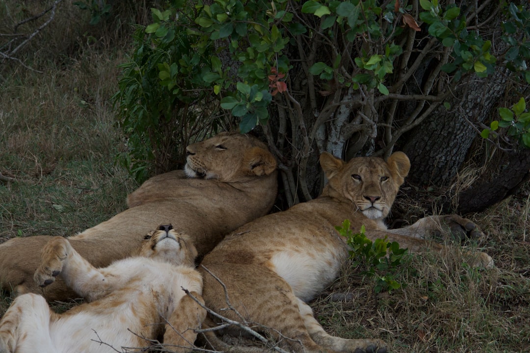 Three lions resting under a tree