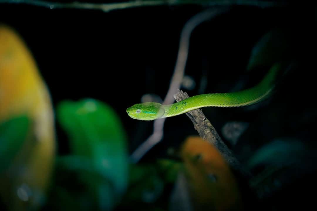 A small green snake perched on a branch at night.
