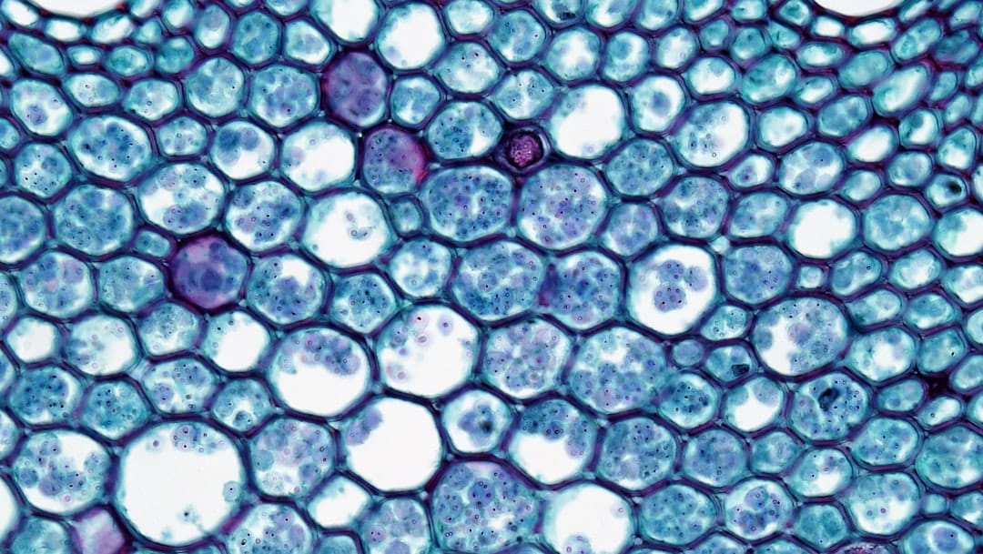 Microscopic view of plant cells with blue and purple staining.