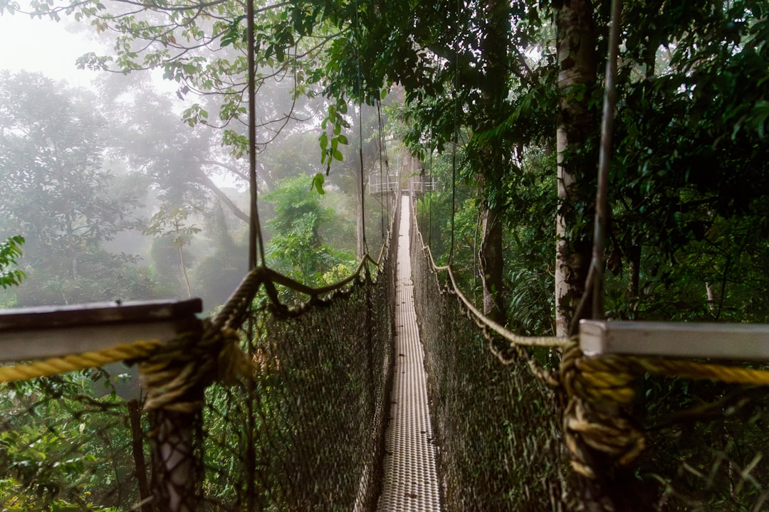 A suspension bridge through a misty lush green forest.