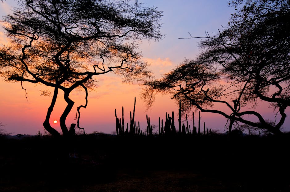 Beautiful sunrise over the Zimbabwean savanna highlighting acacia trees in silhouette.