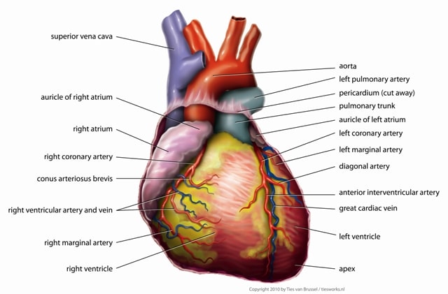 tissue engineering heart: Anatomy Heart Tiesworks Jpg