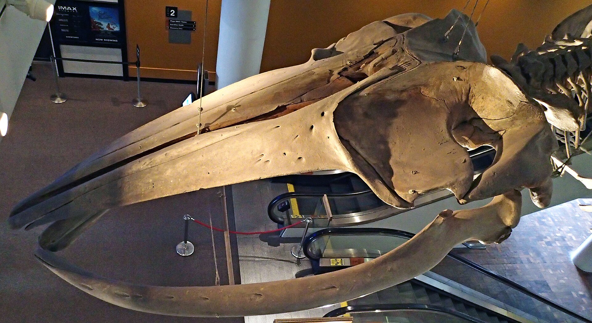 blue whale communication: Balaenoptera Physalus Finback Whale North Atlantic Ocean 7 3