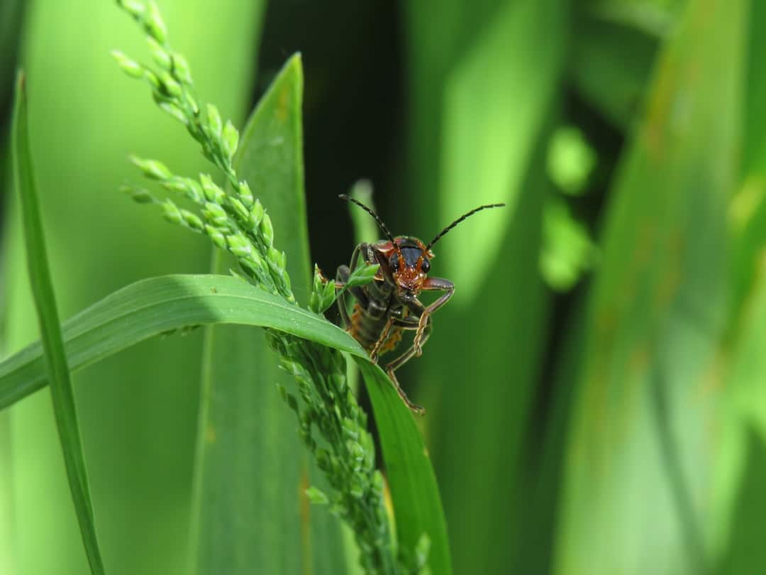 brown and black beetle on green leaf