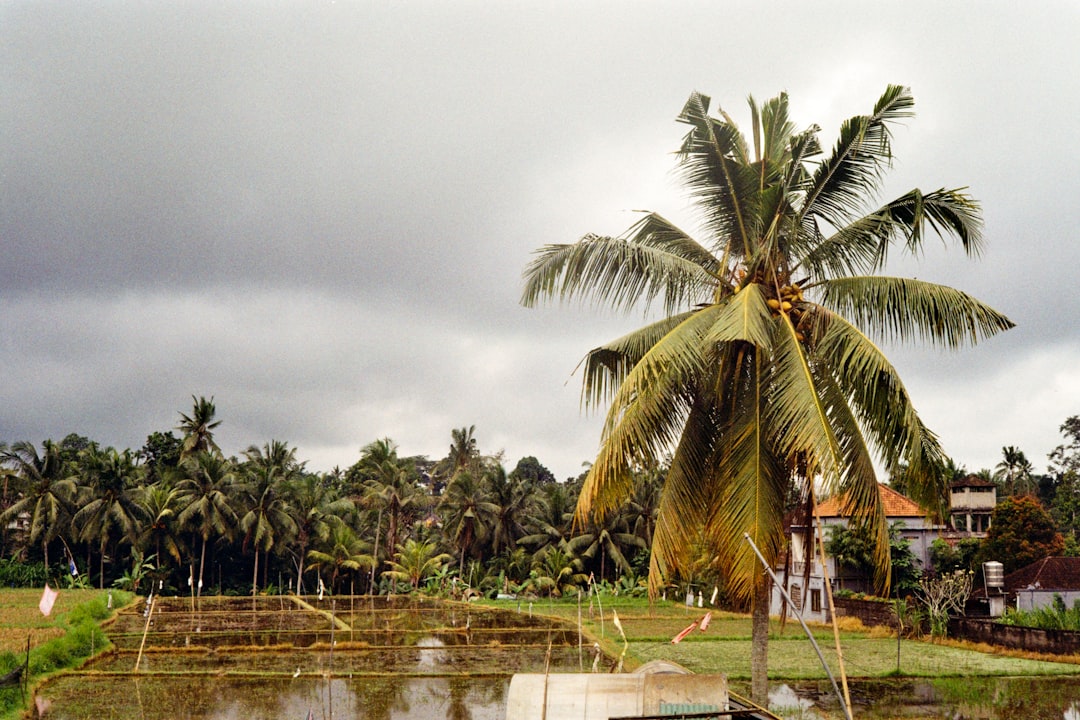 Palm trees and rice paddies under cloudy sky