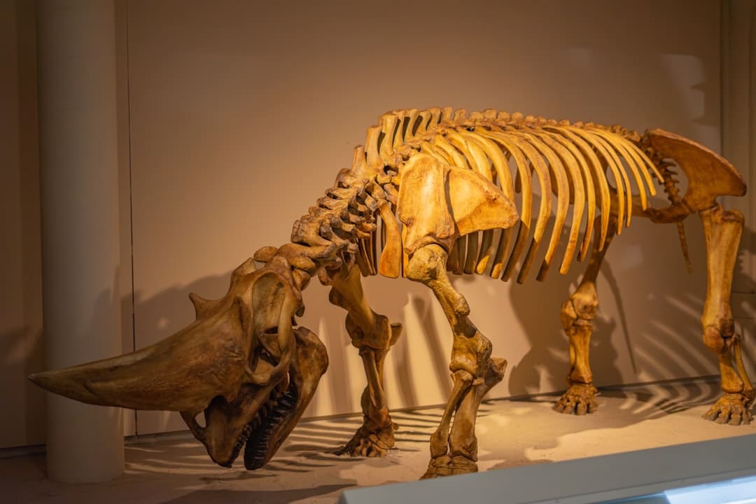 Skeleton of an ancient mammal with large tusks.